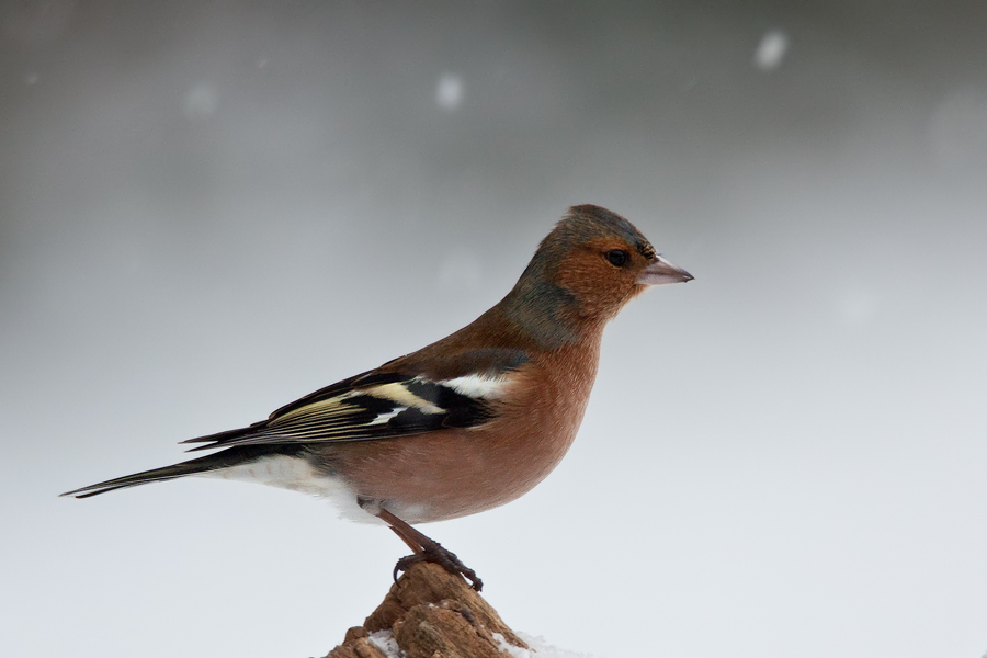 Buchfink (Fringilla coelebs), Männchen