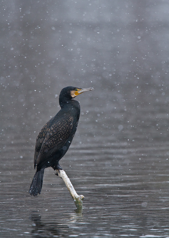 Kormoran im Schnee