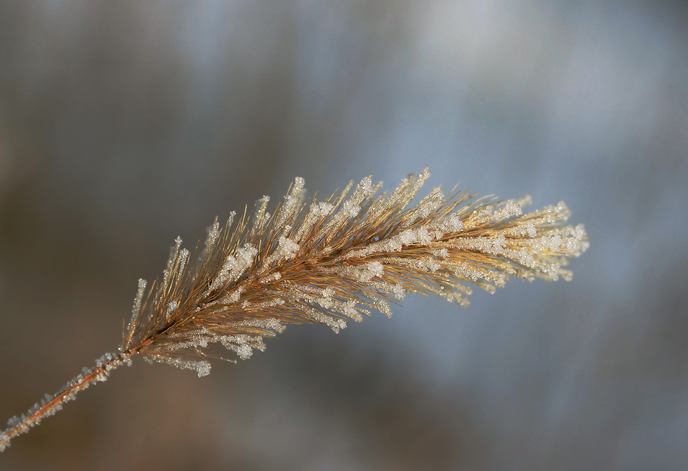 Zuckerstange