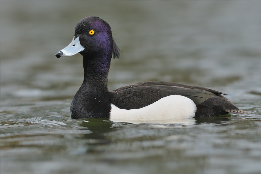 Aythya fuligula