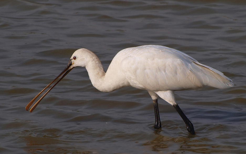 Löffler (Platalea leucorodia)