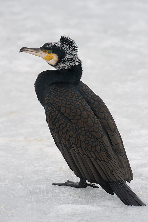 Kormoran im Prachtkleid