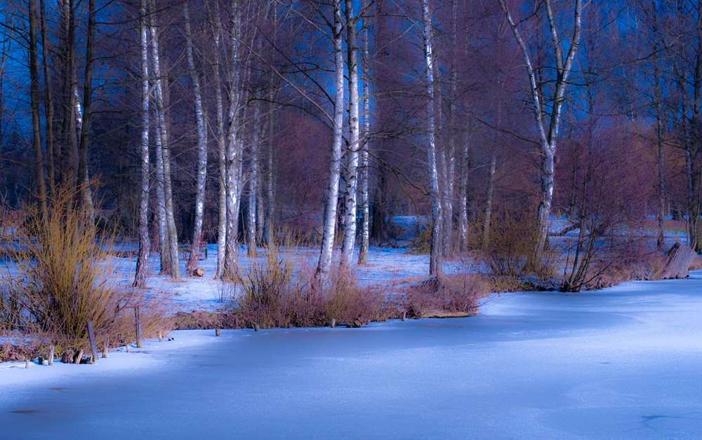 Birken am zugefrorenen See
