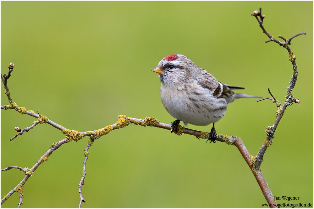 Polarbirkenzeisig (Carduelis hornemanni)