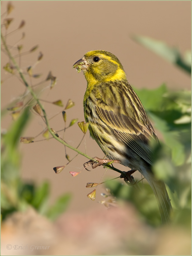 „Serinus serinus ♂“ (Forum für Naturfotografen)