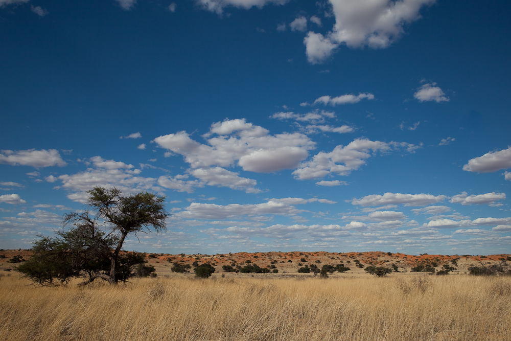 Vor dem Regen in der Kalahari