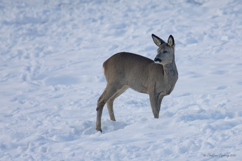 Ein Reh im Schnee ...