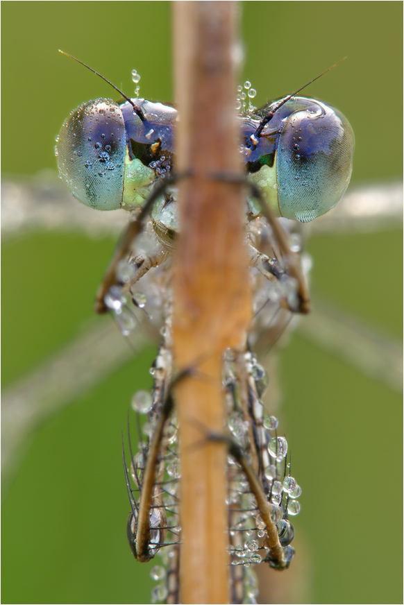 Blue in Green