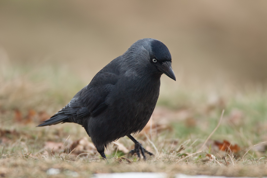 Dohle (Corvus monedula) bei der Nahrungssuche