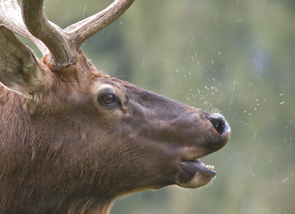 Wapitihirsch im Regen "Pling..."