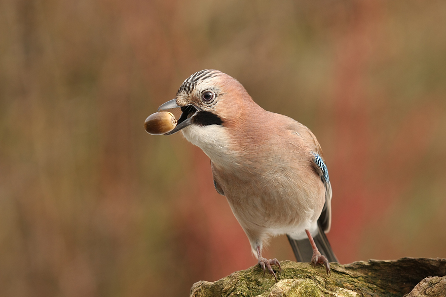 Eichelher! (Forum für Naturfotografen)