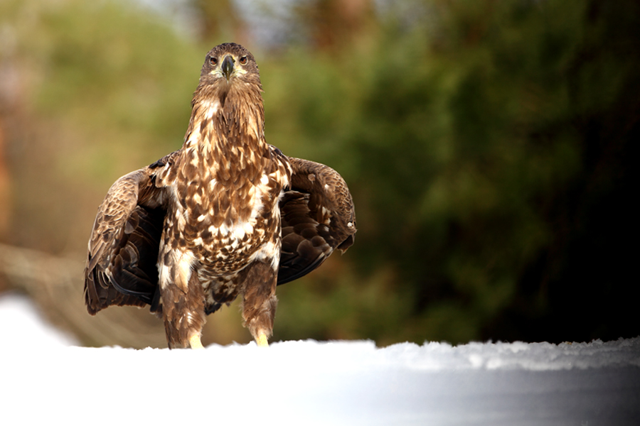 Seeadler