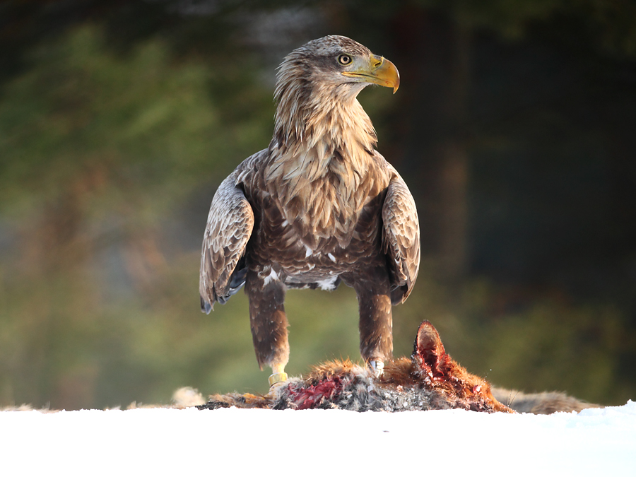 Seeadler 2