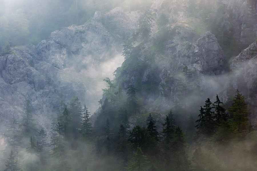 Bergwald