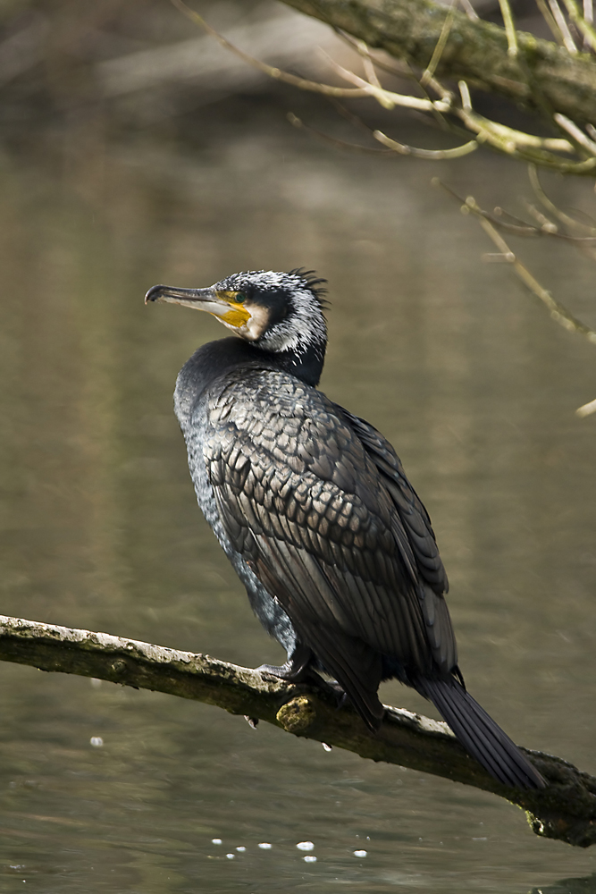 Vogel des Jahres 2010