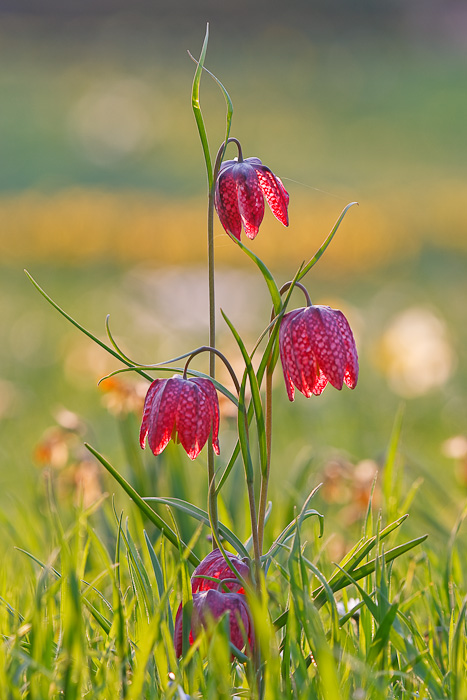 Schachblume, auch Schachbrettblume oder Kiebitzei