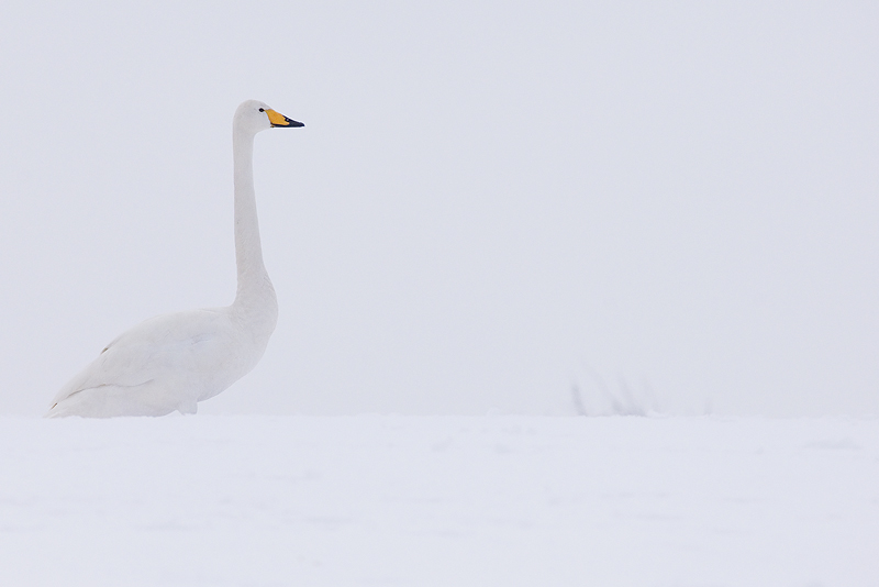 Singschwan im Schnee