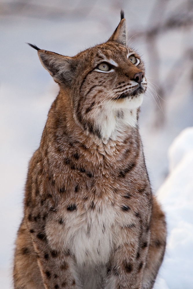Luchs-Portrait