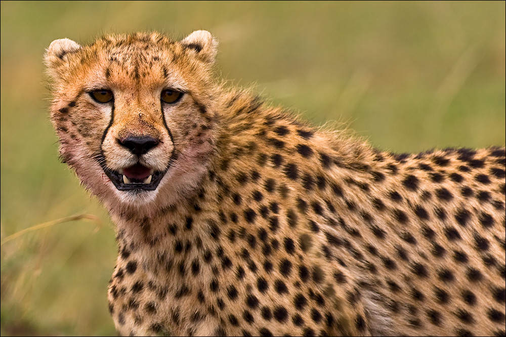 Cheetah / Gepard Forum für Naturfotografen