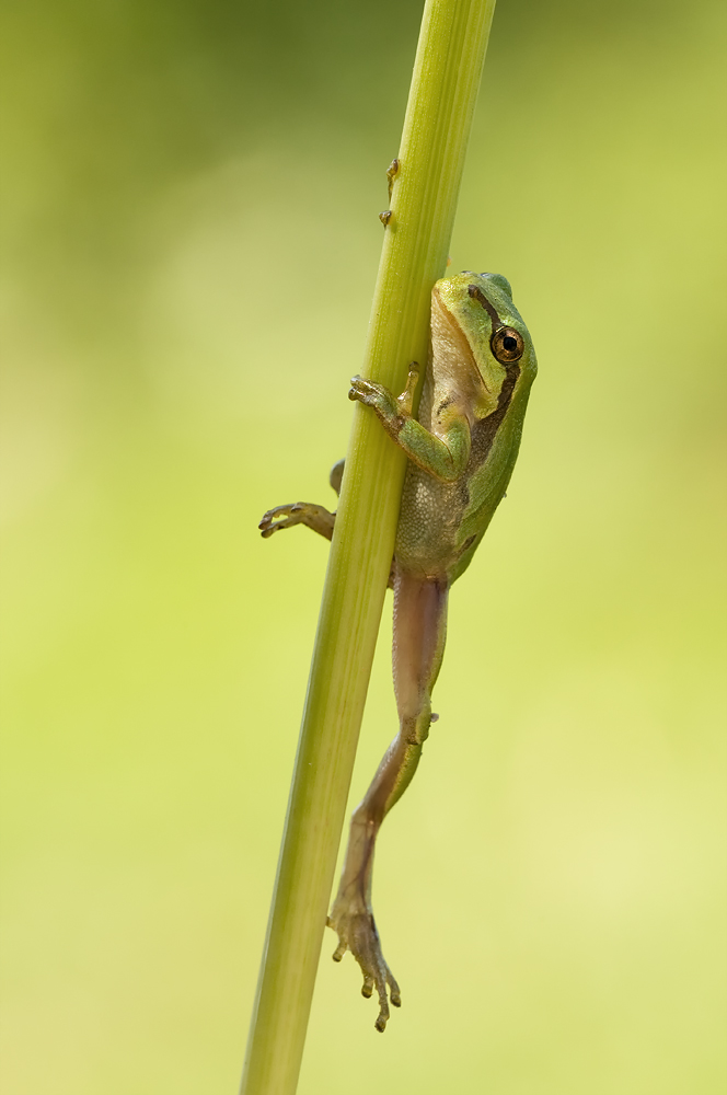 Junger Laubfrosch