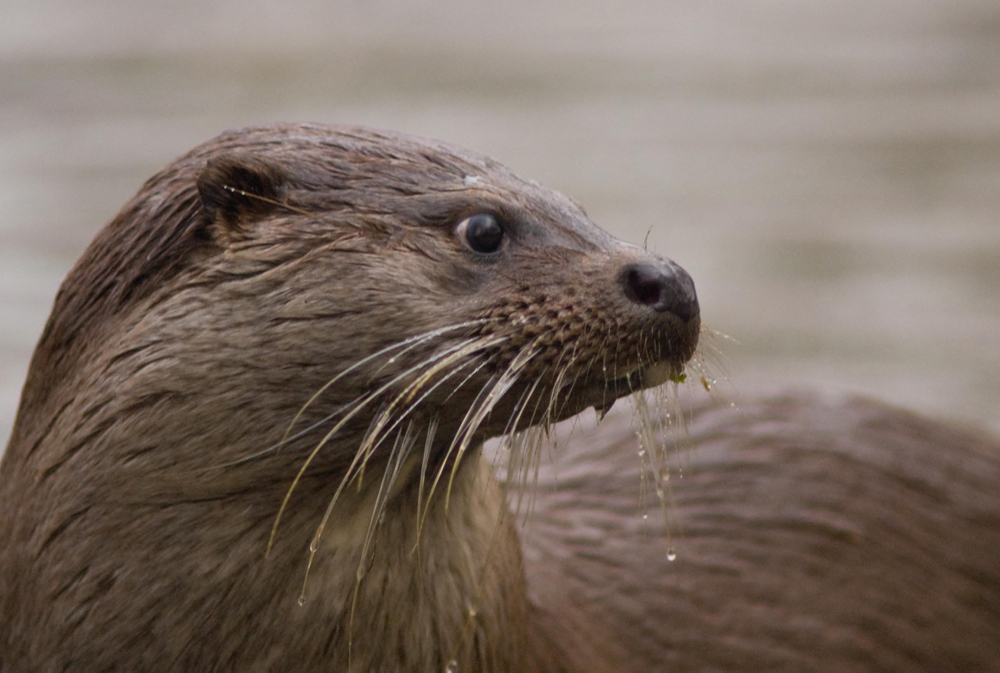 Fischotter im Wildpark Leipzig