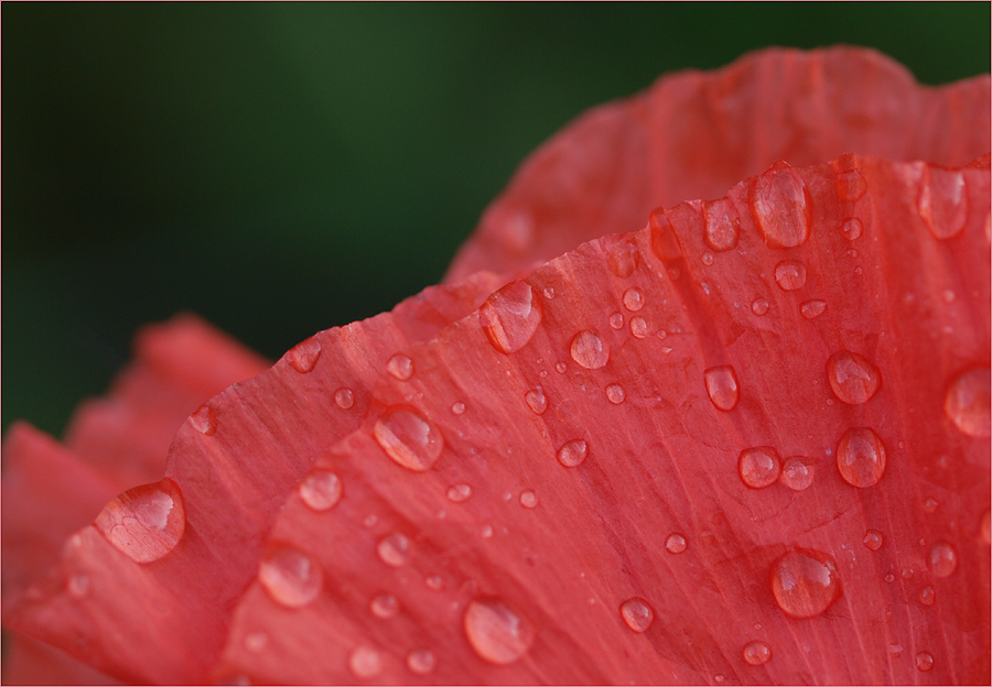 ~ Mohn ~