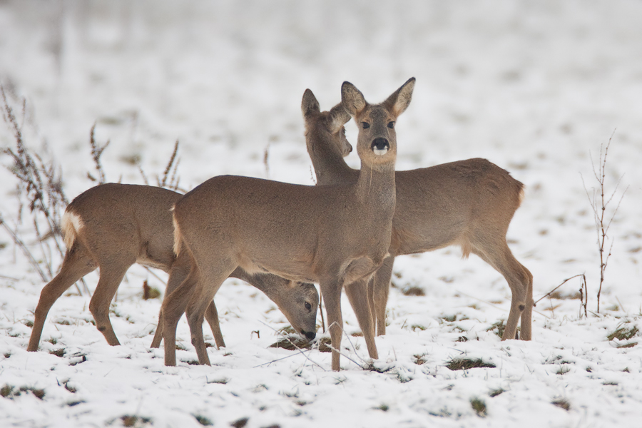 Rehe im Recker Moor