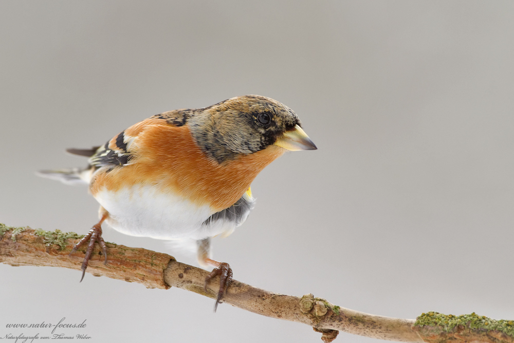 Bergfink (Fringilla montifringilla)