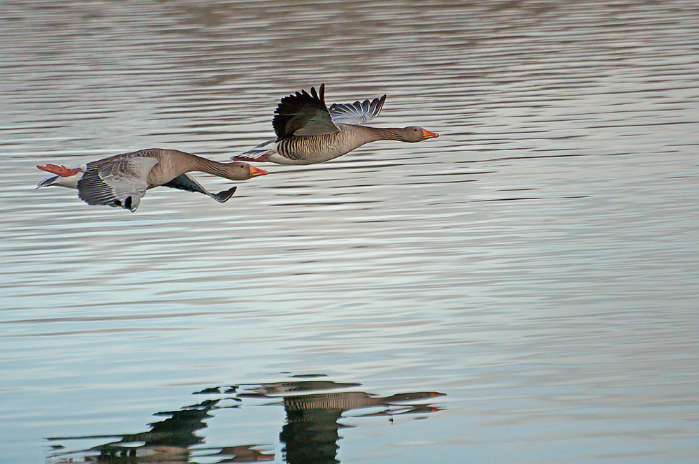 Gans eleganter Flug