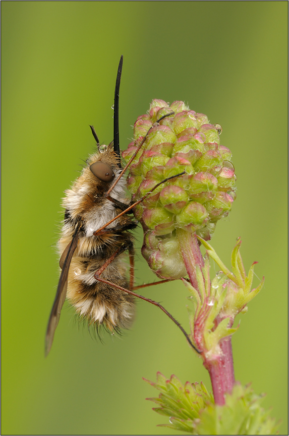 Großer Wollschweber (Bombylius major )