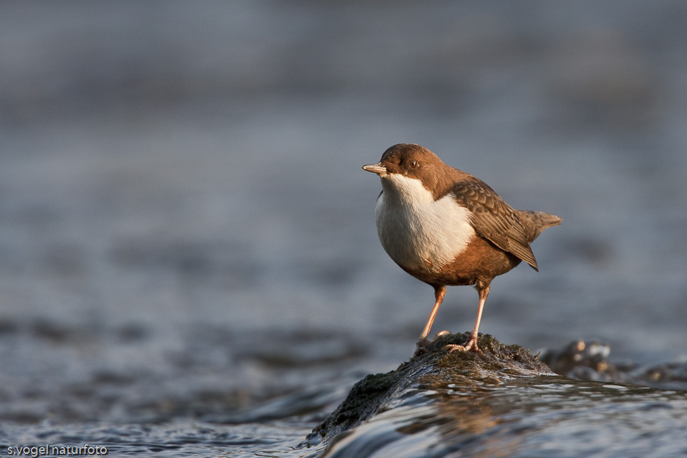 Wasseramsel