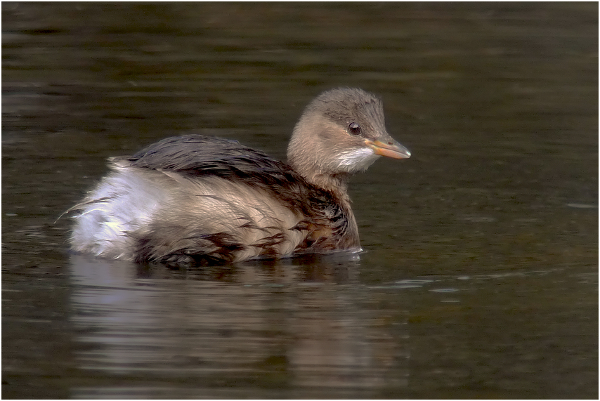 Zwergtaucher Tachybaptus ruficollis, der Versuch einer Annäherung (Digiskopie)