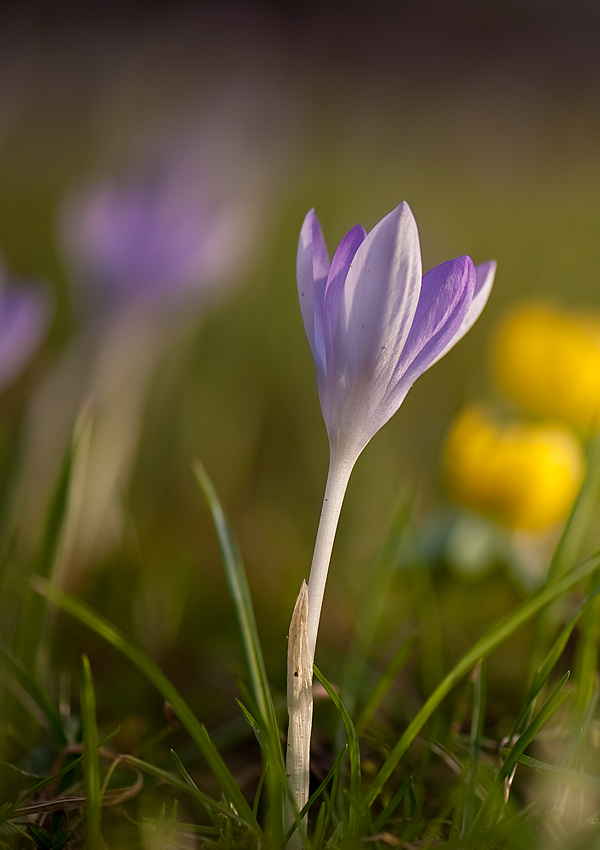 Aufatmen - endlich Frühling