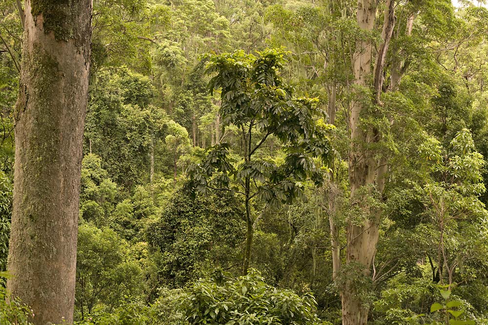 Border Ranges National Park