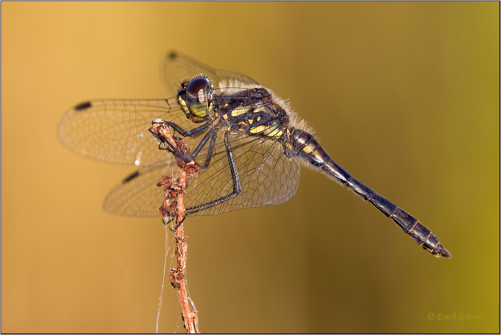 „S. danae im Sonnenlicht“