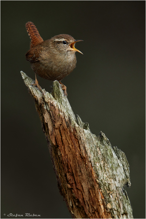 Reviergesang