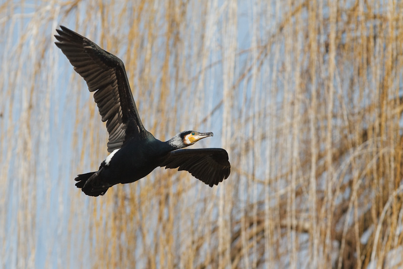 Geliebt - gehasst - der Vogel des Jahres 2010