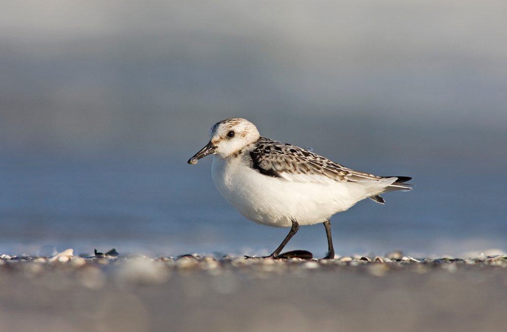 Sanderling (Calidris alba)