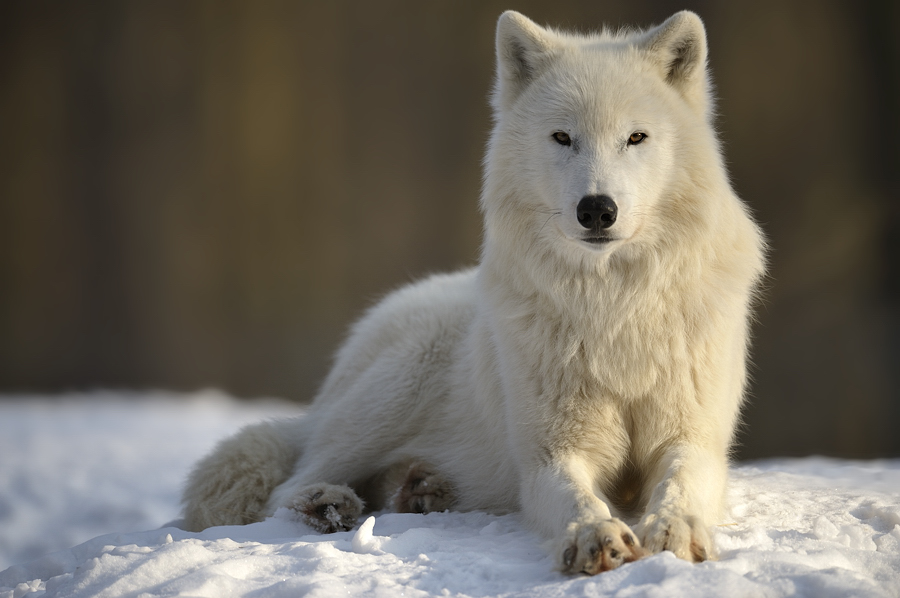 Wölfe Polarwolf