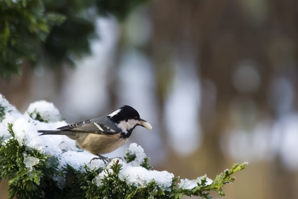 Tannenmeise (Periparus ater)