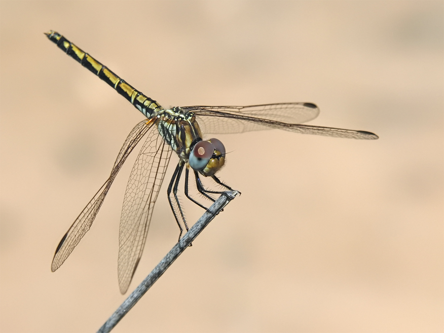 Trithemis arteriosa