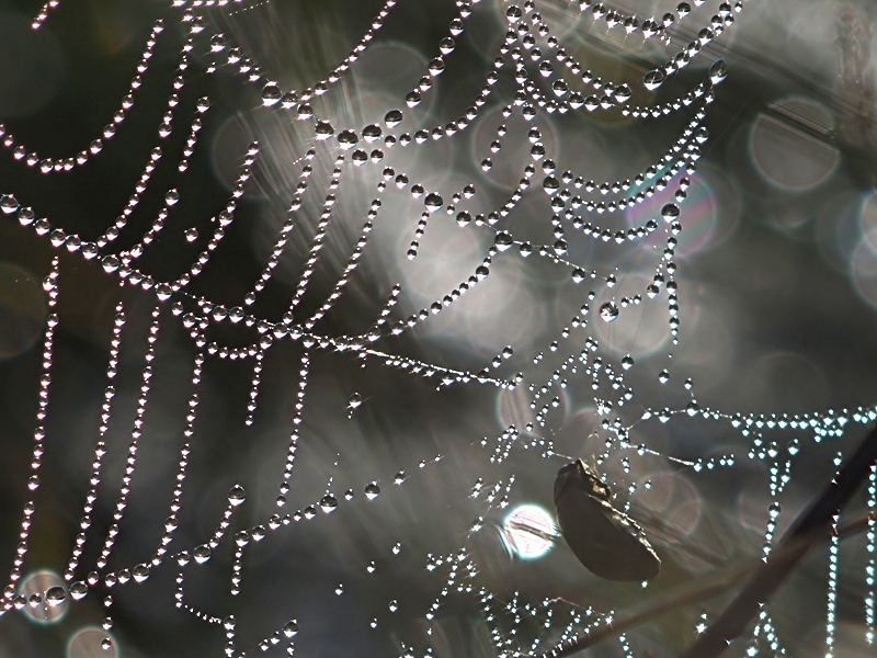 Glitzern am Morgen