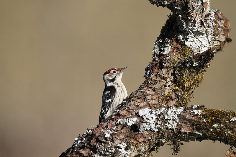 Kleinspecht