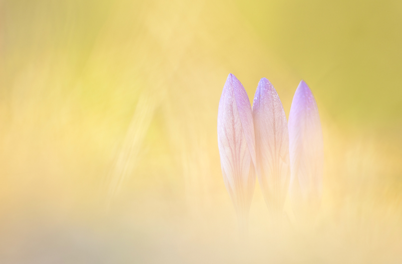 Drei Krokusse