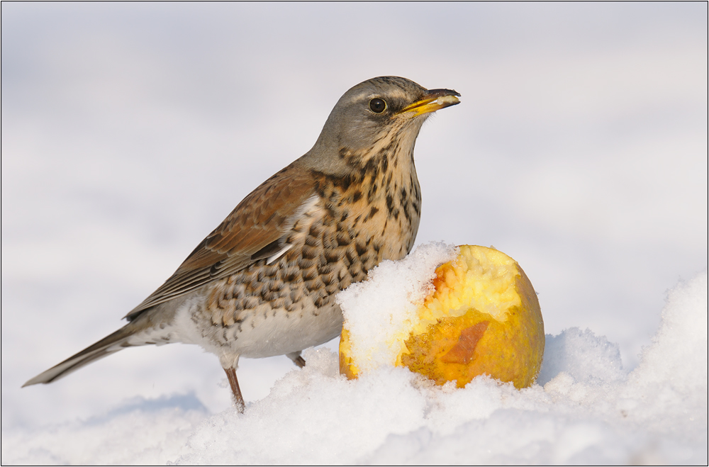 Wacholderdrossel (Turdus pilaris)
