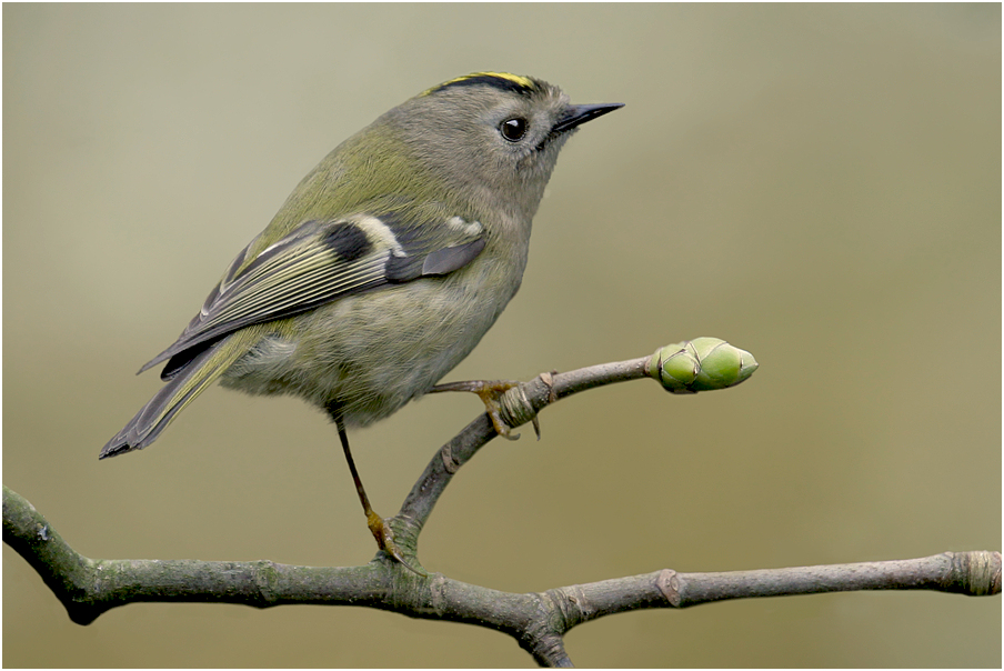 Wintergoldhähnchen Regulus regulus