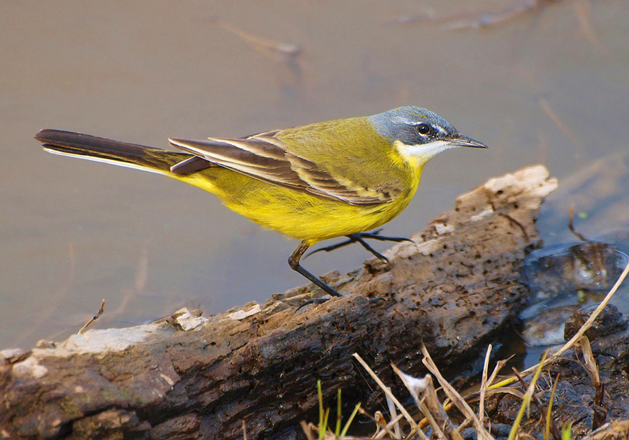 Schafstelze (Motacilla f. flava)