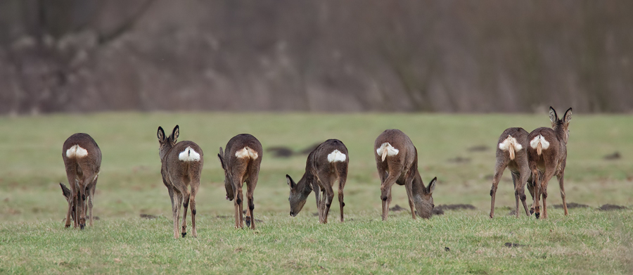 Rehe in der Emsaue