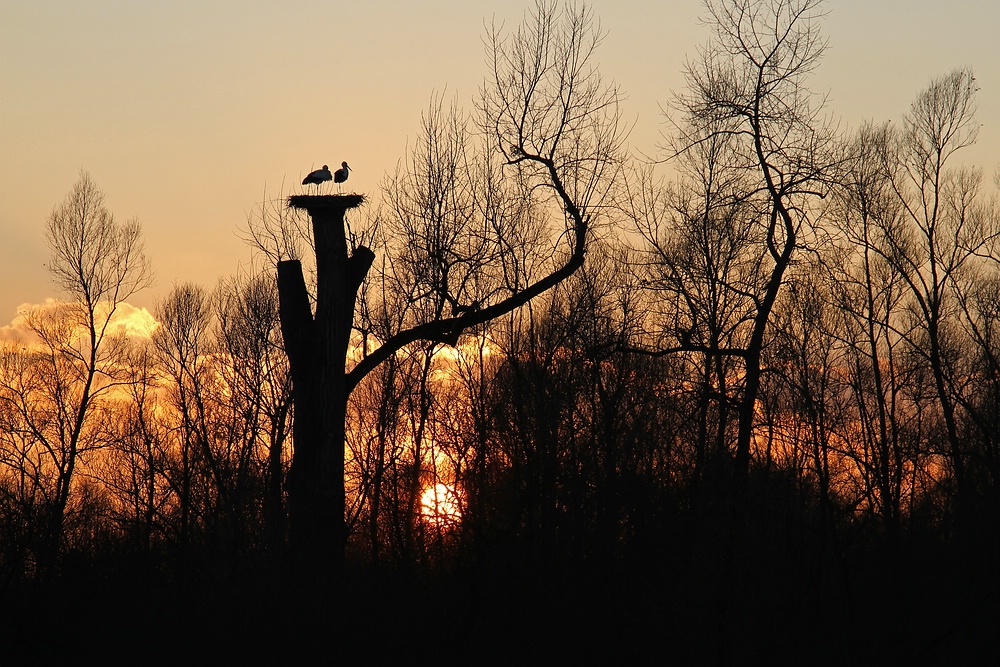 Aussichtsturm