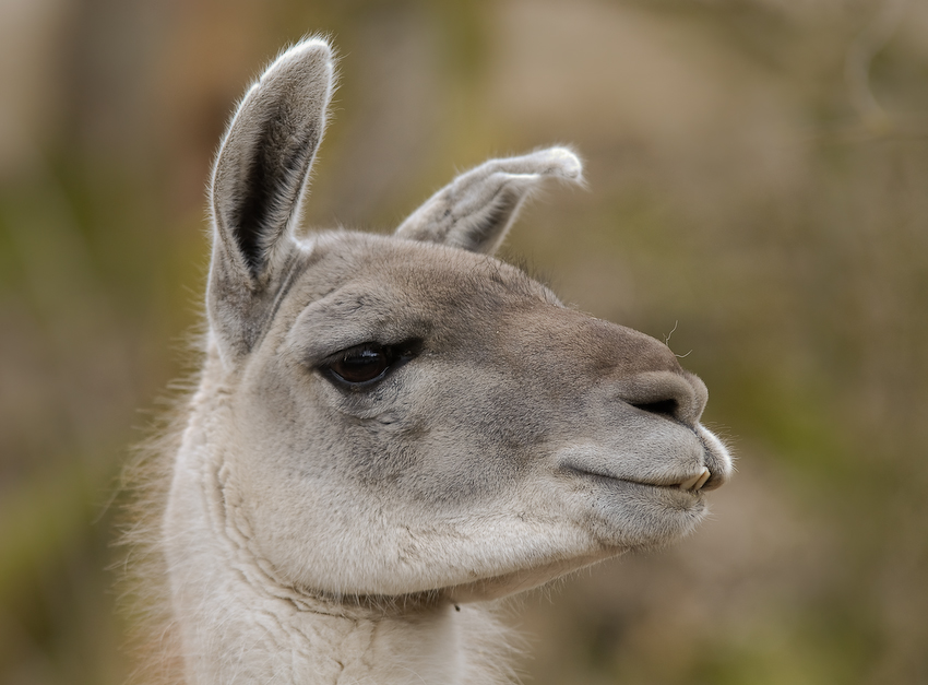 Lama